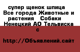 супер щенок шпица - Все города Животные и растения » Собаки   . Ненецкий АО,Тельвиска с.